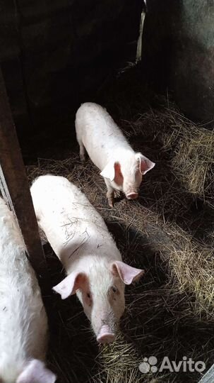 Поросята ландрас