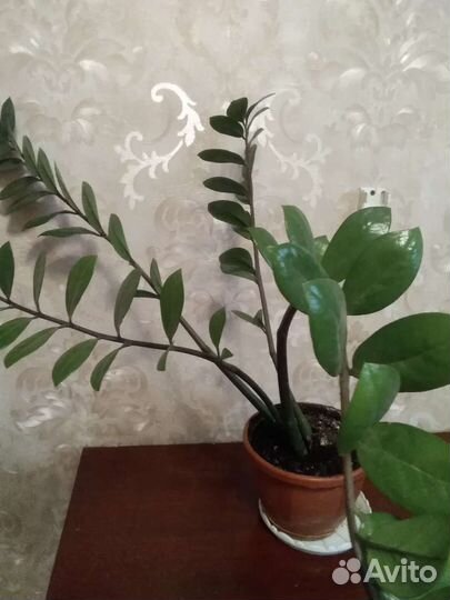 Замиокулькас, долларовое дерево