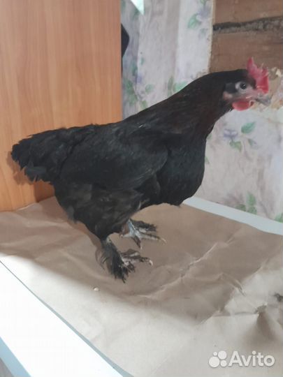 Инкубационное яйцо кур Маран