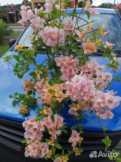 Бугенвиллии 35 сортов