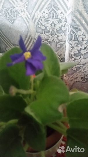 Продам рассаду комнатных растений