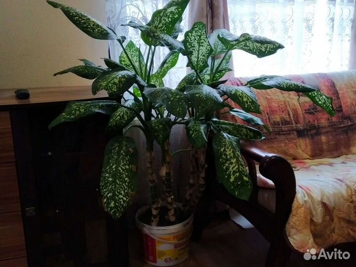 Диффенбахия