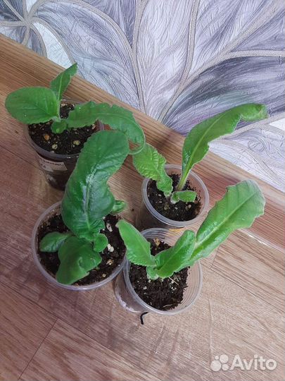 Стрептокарпусы. Детки