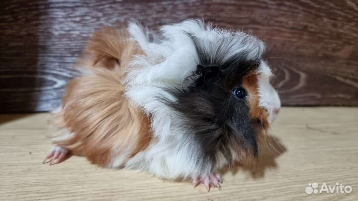 Морская свинка опт и розница