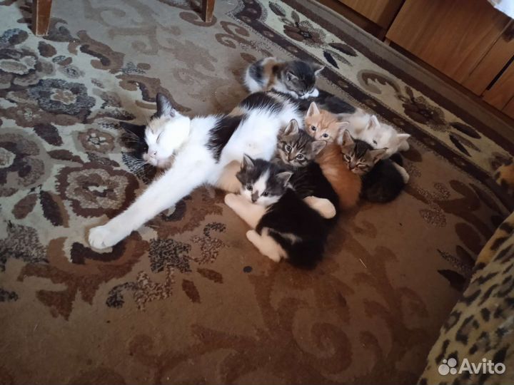 Кошка в дар бесплатно