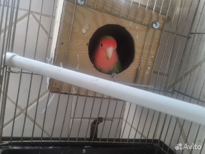 Попугай неразлучники