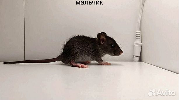 Декоративные крысята