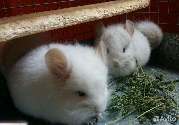 Шиншилла ангора