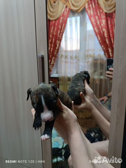 Щенки амстаффов
