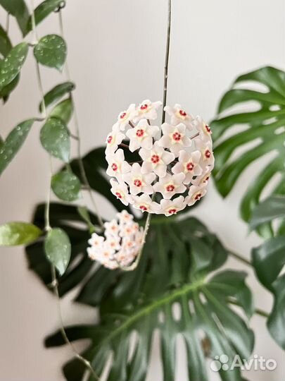 Хойя карноза, мясистая