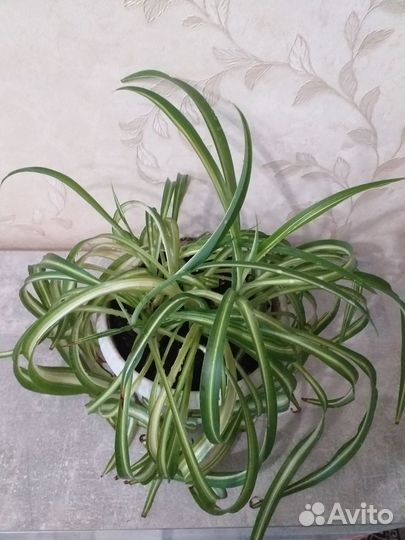 Хлорофитум кудрявый