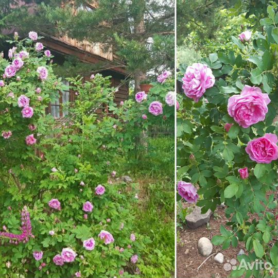 Роза, шиповник, злаки и др. саженцы