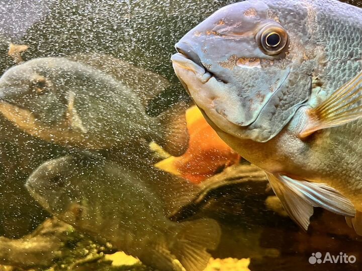 Цихлида, Пситакус (Hoplarchus psittacus)