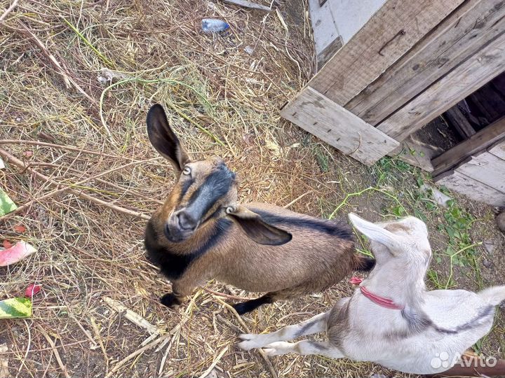 Нубийский козел