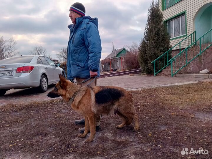 Щенки немецкой овчарки с родословной