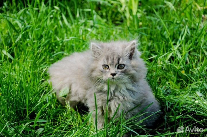 Передержка кошек