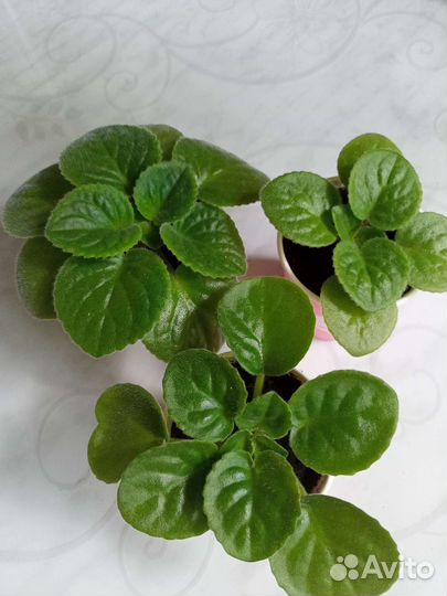 Фиалка детки