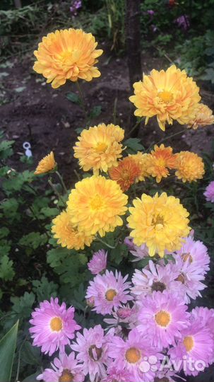 Хризантемы