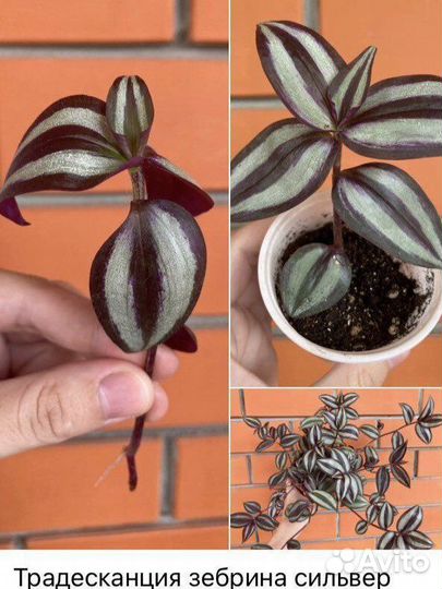 Традесканция 4 сорта