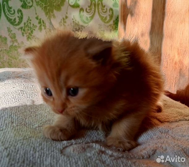 Кошки Шотландская вислоухая