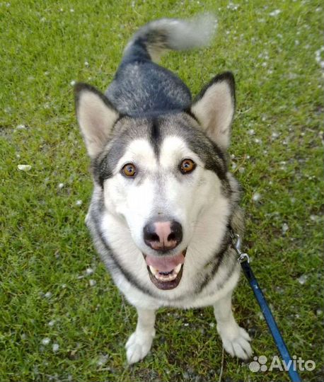 Аляский маламут