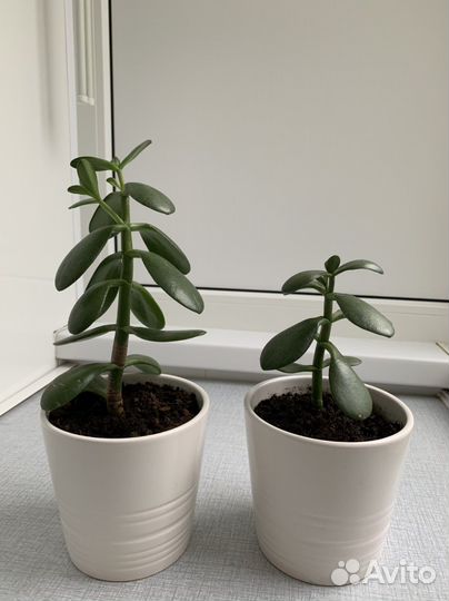 Крассула толстянка