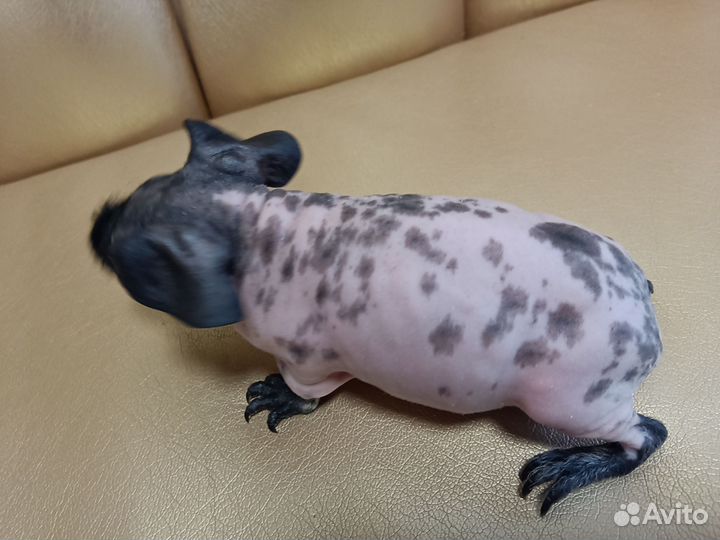 Морские свинки скинни малыши