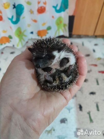 Африканский ежик