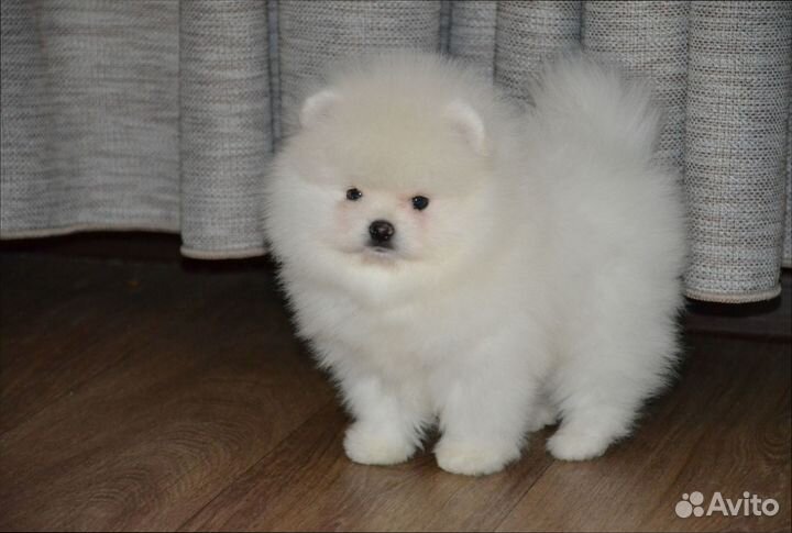 Померанский шпиц