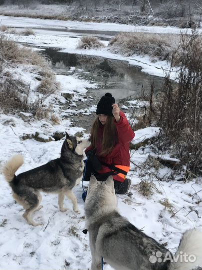 Выгул собак вечером, по выходным утром и вечером
