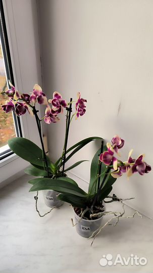 Орхидеи фаленопсис пелоры
