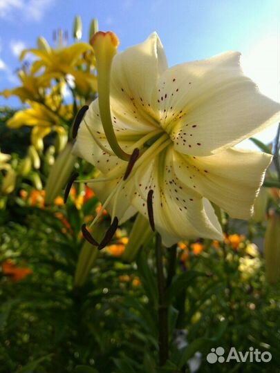 Лилии чалмовидные