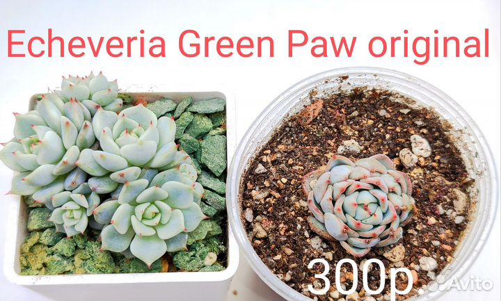 Суккуленты 6