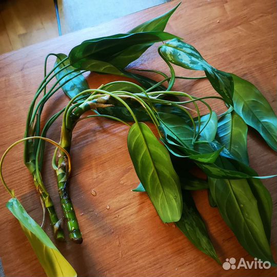 Аглаонема, фикусы