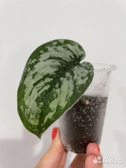 Сциндапсус