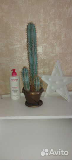 Кактус
