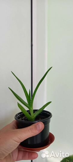 Комнатные цветы