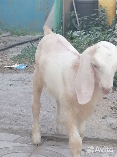 Коза нубийская