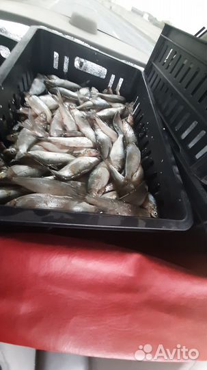 Рыба пелядь(сырок)