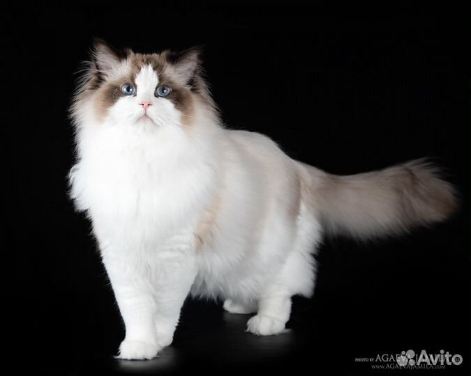 Котята рэгдолл Seal Bicolor