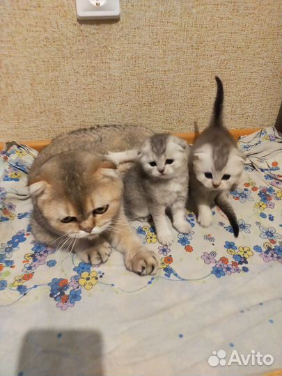 Шотландская