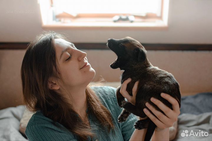 Кинолог. Дрессировка собак. Хендлинг