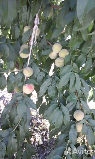 Саженец персика