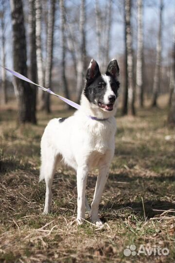 Собака Мустанг небольшого размера ищет дом