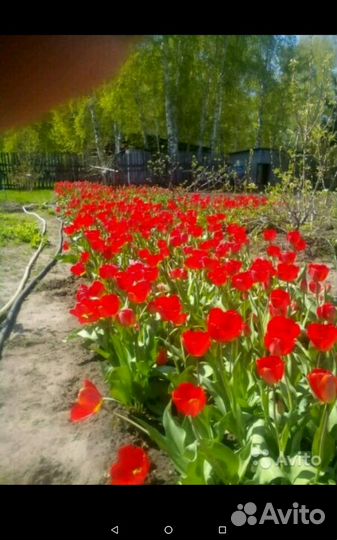 Тюльпаны луковицы для посадки