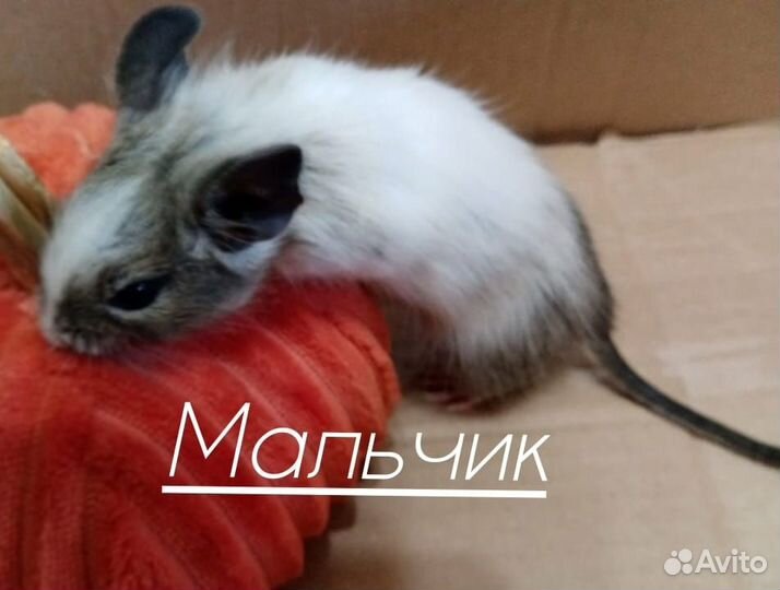Белки дегу