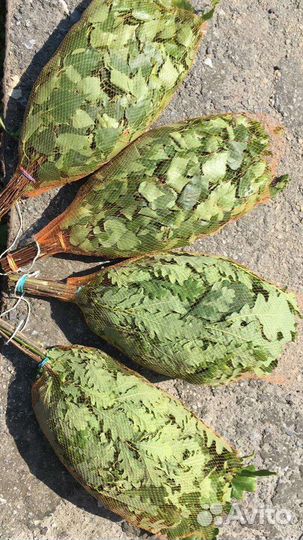 Веники дуб,берёза