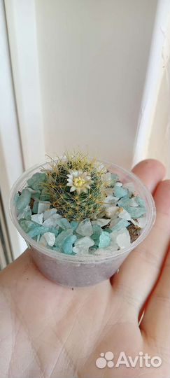 Кактус Крассула Каланхоэ лечебный