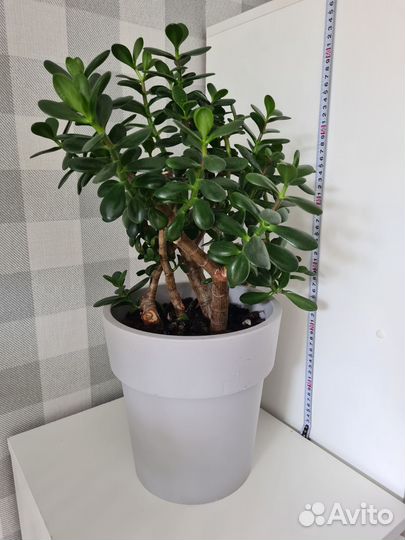 Цветы толстянки денежное дерево