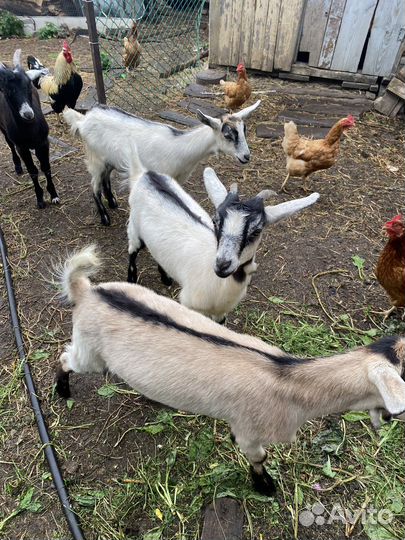 Альпийские козы